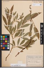 Foto von Salix daphnoides Vill.